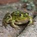 frogman (@butts_wagner) Twitter profile photo frogman (@butts_wagner) Twitter profile photo