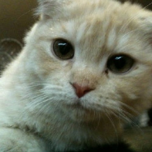 GaeyuStyle's profile picture. 