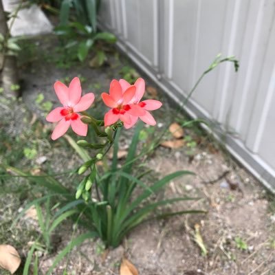 ラジオマン吉田照美さん、久米宏さん、荻上チキさん、武田砂鉄さんのラジオを毎日、ほぼ一日中ラジコタイムフリーで聴いてまーす！ あと、望月記者を応援し東京新聞を購読してます。音楽は、中島みゆき、井上陽水、大好きでーす！相撲の白鵬の大ファンでーす！