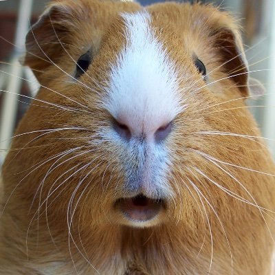 there’s no end to the love you can give when you change your point of view to underfoot, very good that’s where guinea pigs live