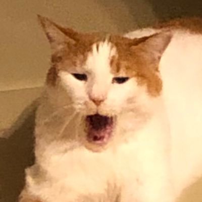 ShizFelis's profile picture. ネコとゲームとモノづくりが好きっぽい生き物🐈