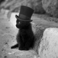 SirCatMat | #BLM (@totamyotam) Twitter profile photo