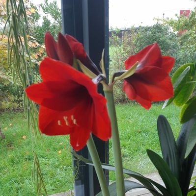 AlineMobile's profile picture. prof et mère de famille... la vie au grand air avec mes animaux...