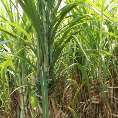 https://t.co/o6W6bQkUf0 All sugarcane farmers can receive all information related to their sugarcane supply from this website.