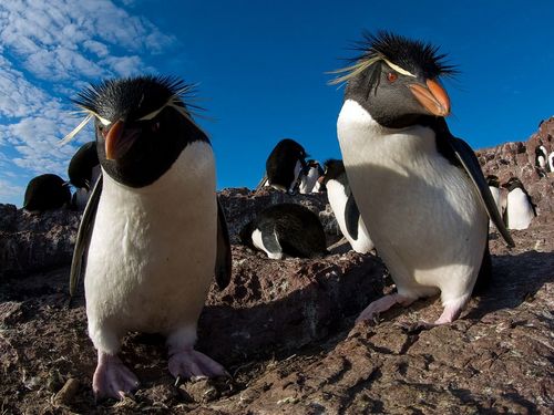 MandaBear314's profile picture. peace love & penguins