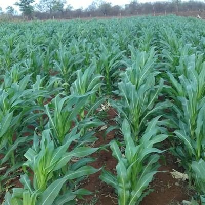 Ziyabhonga's profile picture. entrepreneur,businessman, technician, farmer, husband,dad,friend