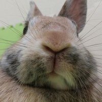 なぁち (@nerchee) 's Twitter Profile