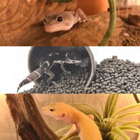 レオパのサニーとおシルシル➕ZOEもいるよ! (@leopa_reptiles) 's Twitter Profile