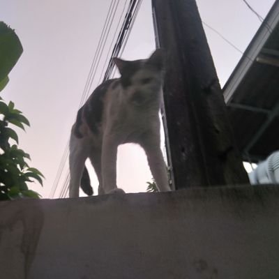 kisshug_exo's profile picture. 你是我的小猫咪