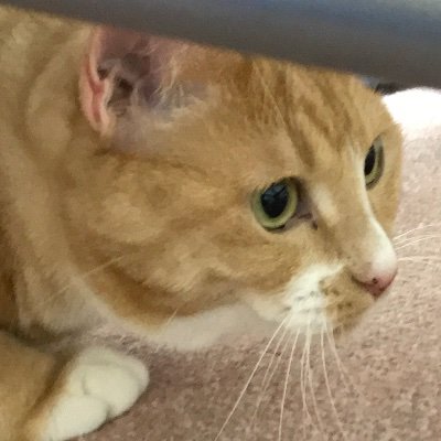 monomousu3's profile picture. 