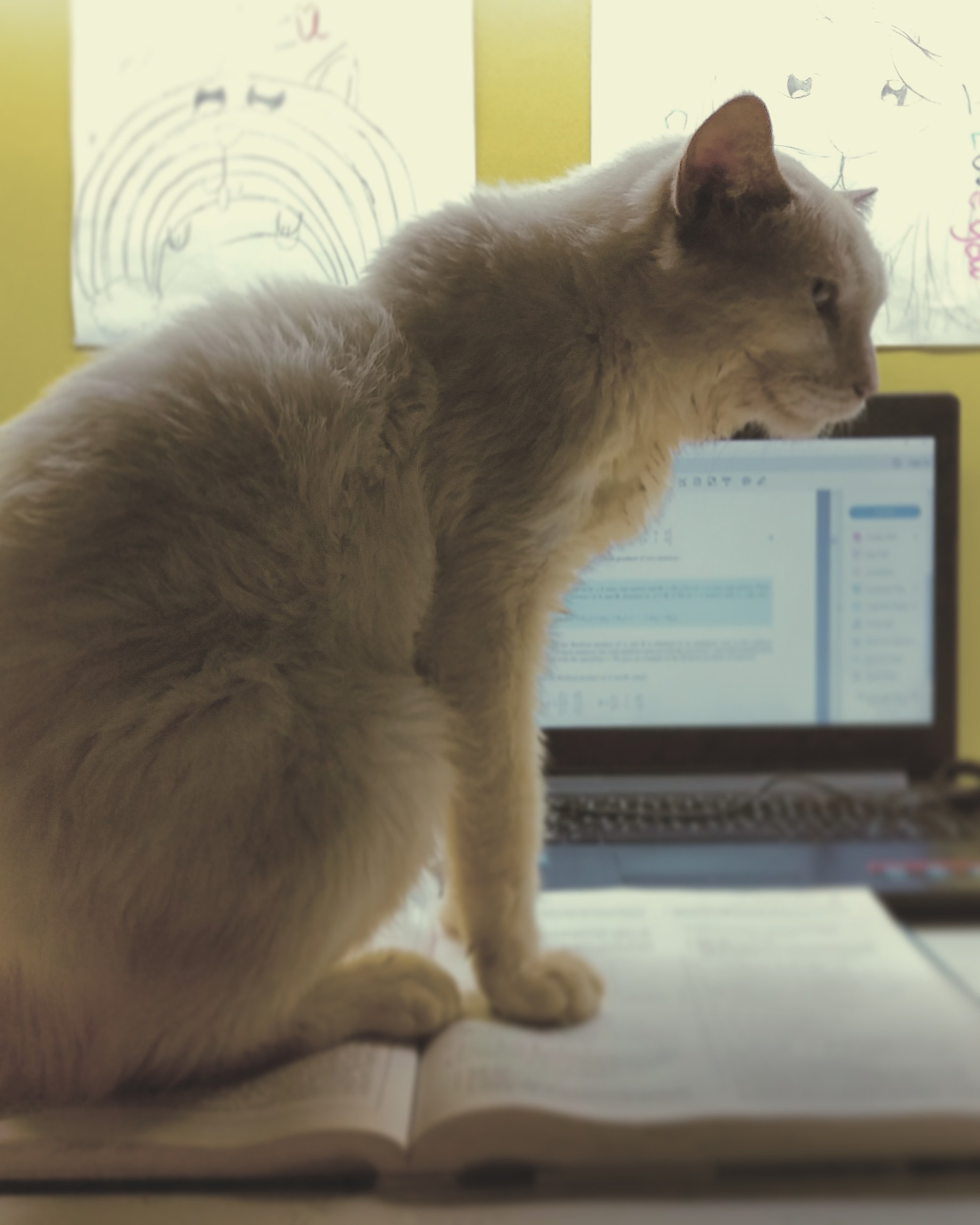 a talkative cat-enthusiast that loves solving puzzles while sipping on some chai-sabz || Data & AI Cloud Solution Architect @microsoft