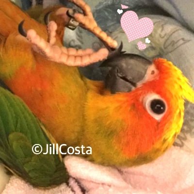 鳥類大好き🐤/ オカメインコ♂/ コガネメキシコ♂/ 鳥飼いさんと繋がりたい✨/ 無言フォロー失礼いたします / 合理主義 / 同調圧力や感情論は苦手 / インコより行儀の悪い子供は嫌い/ Bird lover/ Sunconure / Cockatiel