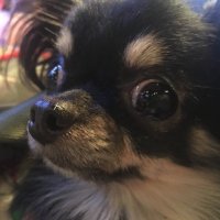 kujira12go (@kujira18go) 's Twitter Profile