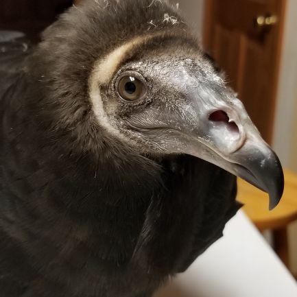 Artist, falconer, yak-wrangler, beekeeper, owned-by-emus. Licensed wildlife rehabilitator and educator, focusing on vulture conservation.