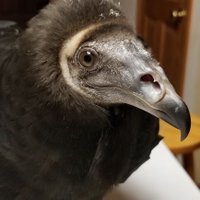 Foxfeather Zenkova (@foxfeather) 's Twitter Profile