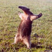 Chatasso πΊπ¦ πΉπΌ π΅πΈ (@chatassso) 's Twitter Profile