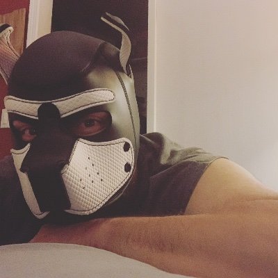 pupZeus1's profile picture. 