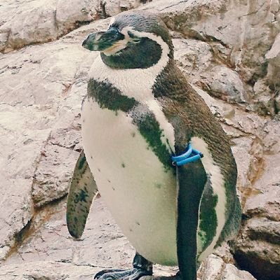 せせらぎさんのプロフィール画像