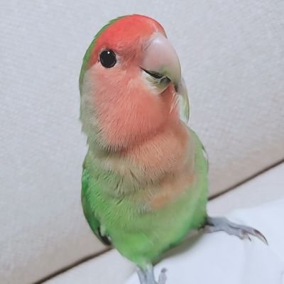 迷いインコ さくら Sakura Sakur A Twitter