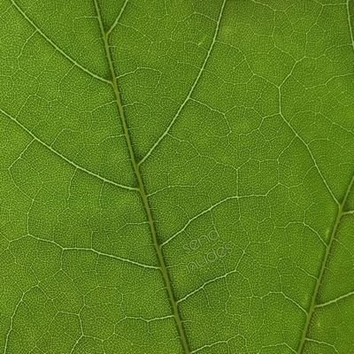 LailaKxoxo's profile picture. Making men want to speak Spanish even though I'm arab