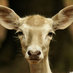 Linda E (@lindaaale) Twitter profile photo