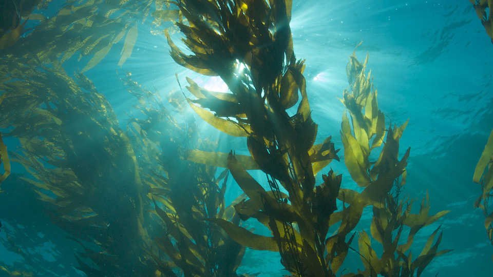 Tracking the seaweed economy