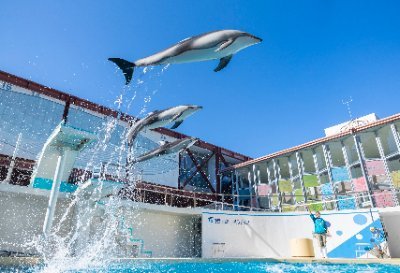 駿河湾の生き物を中心に飼育する水族館。自然の入り江を利用した施設内にはイルカやペンギンがのびのび暮らしています。イルカショーをはじめ駿河湾の表層から深海まで生息している魚の展示やペンギンの世界に入り込める「ペンパラ」など見どころ満載です。