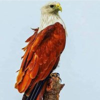 صحيفة المجلة.. . (@j5vkmloq9uhvijo) 's Twitter Profile
