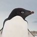 Disgruntled Penguin (@PissedOffPengi) Twitter profile photo