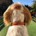 Susan Dickson (@grannybonnie42) Twitter profile photo Susan Dickson (@grannybonnie42) Twitter profile photo