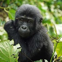 Gorillas Homeland Safaris(@GorillasHomela3) 's Twitter Profile Photo