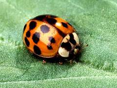 ladyemilybug's profile picture. I work in local church communications and go to a lot of United Methodist meetings. she/her/hers