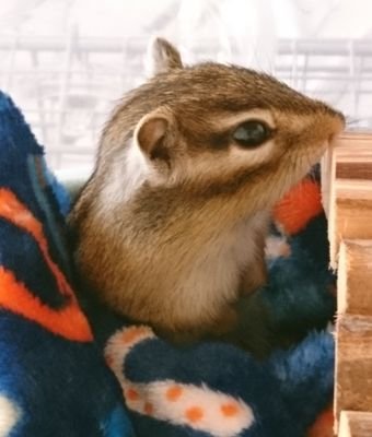 2018.3生まれのてと♀🐿️
2019.2生まれのまろん♂🐿️
2023.3生まれのこてつ♂︎🐿
の飼い主です
3🐿の記録的に始めました
初心者🔰おばぁちゃんなので、ぼちぼちと出来る事からやってます
よろしくお願いします