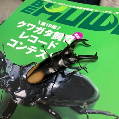 メジャー種もいますがマイナーな変な虫多め ビークワレコードクワガタ2種、カブト1種保持。2023年ビークワレコード審査員 トンボもよく採りに行きます。標本は今はやってません。虫垢は基本的にはフォロバしますが、鍵垢はフォロバしません。