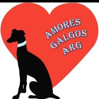 Amores Galgos - Arg(@AmoresGalgosARG) 's Twitter Profile Photo