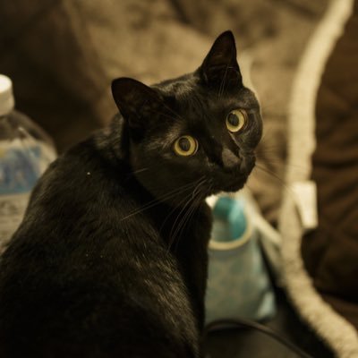 tamagen's profile picture. 目黒区で映像の編集さんを主にやってます。明日は編集、ところにより一時ディレクター、時々カラリストみたいな感じです。最近はDaVinci Resolveにハマり中。DaVinci Resolve 11 認定トレーナー