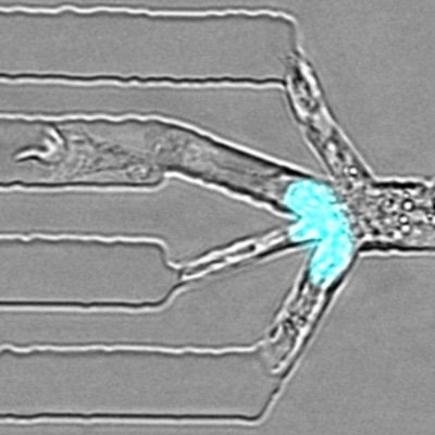 Our lab unravels mechanisms in #cellbiology, #immunology, #cellmigration  using #imaging, #screening, and #bioengineering @LMU_BMC @LMU_Muenchen - tweets by JR