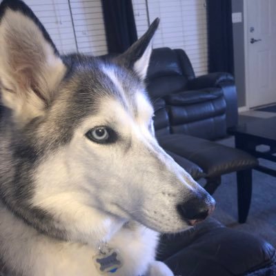 My name is Nikko  and I'm a Siberian Husky.  I have a big brother Kodiak and little brother Yukon. I live in the Chicago area with my two Dads.