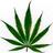 ProCannabis's profile image