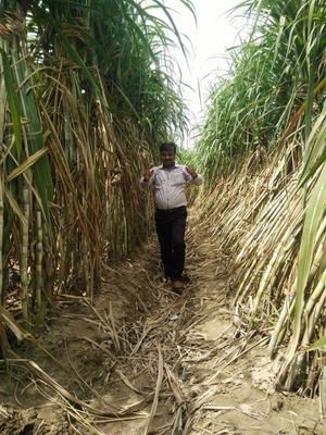 excellent effort for sugarcane growers