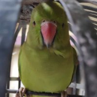 vidyut (@withutraj) 's Twitter Profile