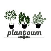 Plantoum = Plant + Keltoum (👩)
Blog sur les plantes vertes d'intérieur.
80 🌱 + 🐇