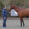 KingsfieldStud's profile picture. 