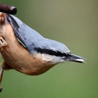 WildDevon (@wild__devon) 's Twitter Profile