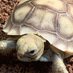 Tortoise Bot (@TortoiseEveryHr) Twitter profile photo