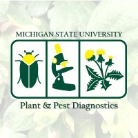 MSU Plant & Pest Diagnostics(@MSUDiagnostics) 's Twitter Profile Photo