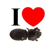 I love Passalidae (@bezacristian) 's Twitter Profile Photo I love Passalidae (@bezacristian) 's Twitter Profile Photo