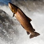 SpintecLures's profile picture. the Spintec Flying C' is the most successful Salmon and Sea Trout lure in the UK. Spintec supply assembled lures or components for you to make.