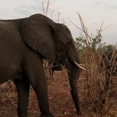 🐕🐈🐘🦏🦛🦒🐃 🐆🦓African wildlife lover. Dog and cat mom. Photo taken in Chobe, Botswana.