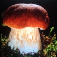 Steinpilz (@steinpilz8) 's Twitter Profile